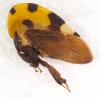 Membracis mexicana